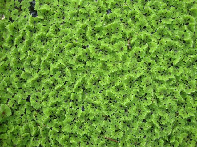 Azolla
