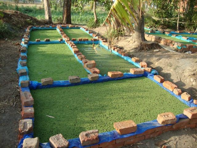 Azolla cultivation