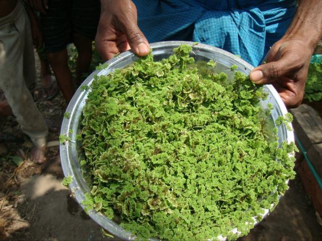 Azolla