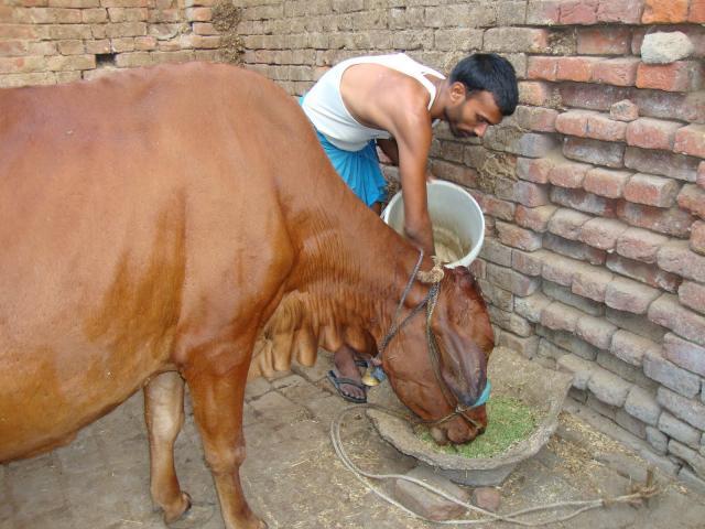 Cow eating azolla