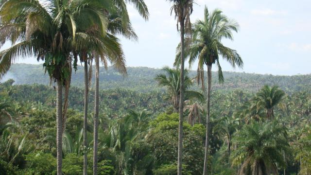 Babassu (Attalea speciosa), Brazil