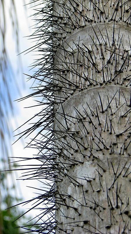 Peach palm (Bactris gasipaes) armed trunk