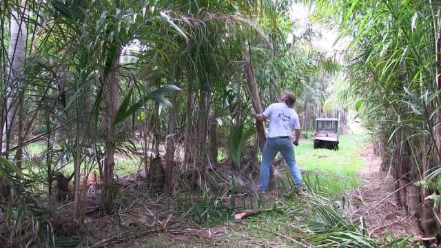 Heart-of-palm plantation (Bactris gasipaes)