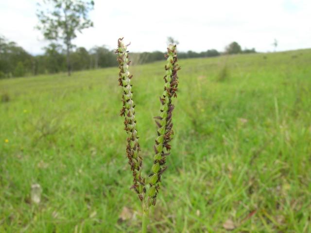 Bahia grass (Paspalum notatum), flowerhead