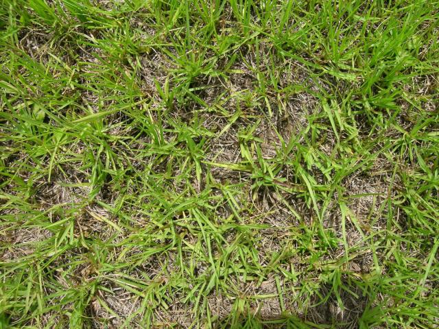 Bahia grass (Paspalum notatum), habit, Australia