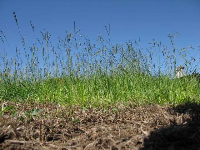 Bahia grass (Paspalum notatum), habit, Australia