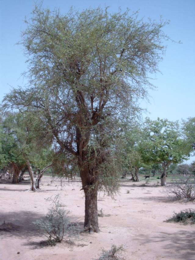 Desert date (Balanites aegyptiacus) tree