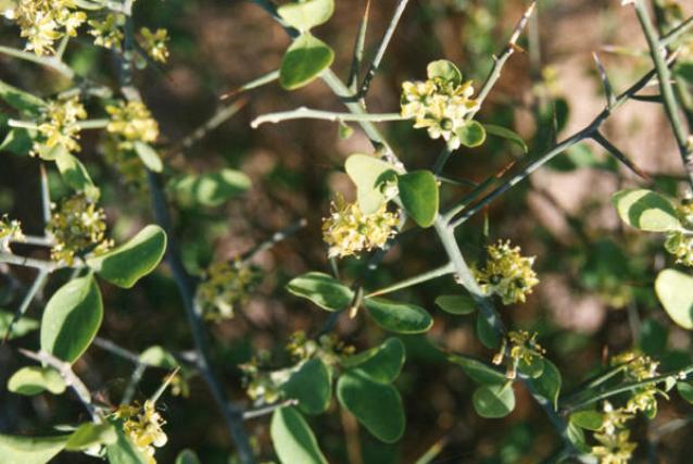 Desert date (Balanites aegyptiacus) flowers and thorns