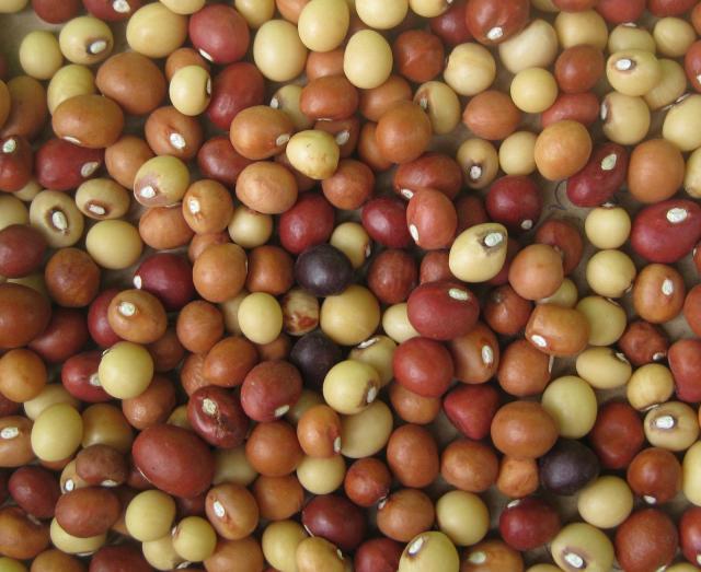 Bambara groundnut (Vigna subterranea), seeds