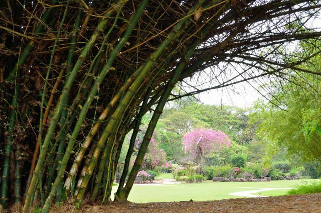 Giant thorny bamboo, Singapore