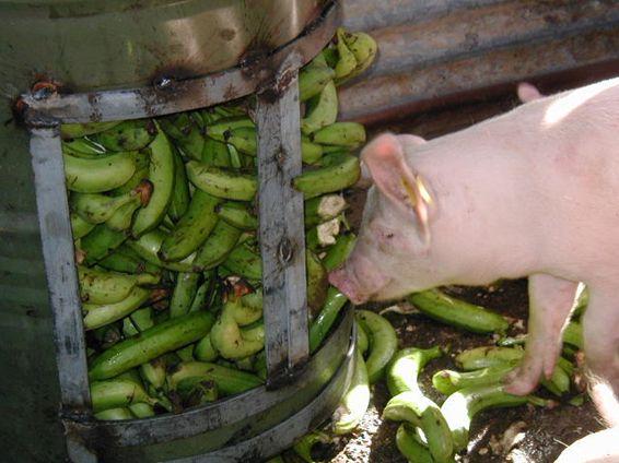 Pig eating bananas