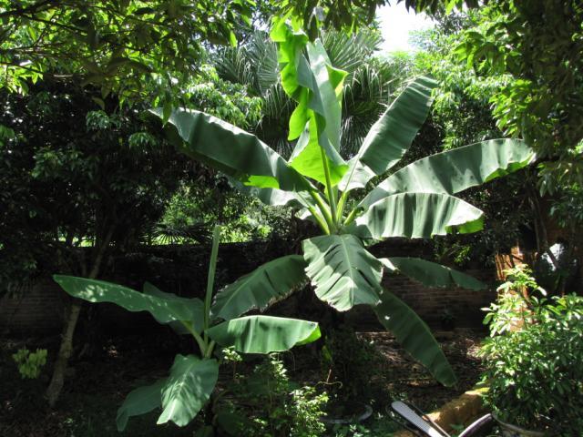 Banana plant, North Vietnam