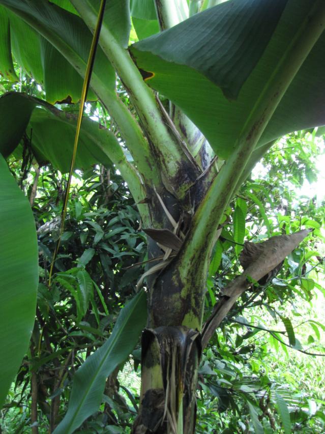 Banana trunk, North Vietnam