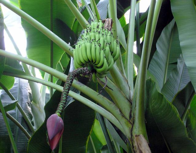 Banana plant at Kew Gardens, UK