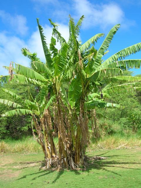 Banana tree, Maui, Hawaii