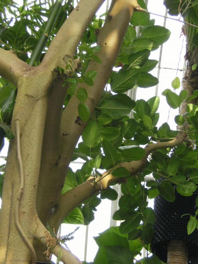 Banyan (Ficus benghalensis), foliage, Kew Gardens, London
