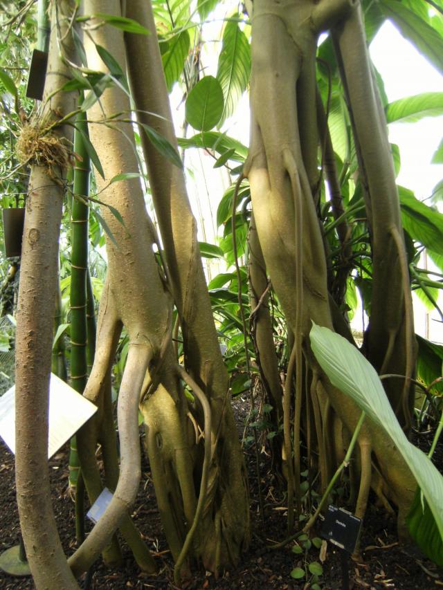 Banyan (Ficus benghalensis), trunks, Kew Gardens, London
