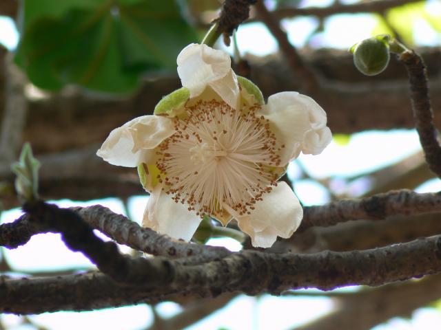 Baobab (Adansonia digitata L.) flower