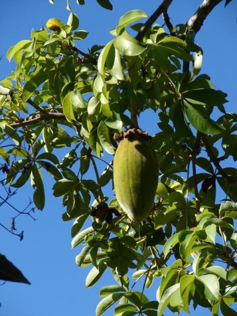 Baobab (Adansonia digitata L.) fruit