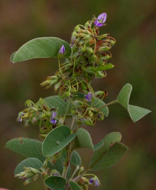 Barbadinho (Desmodium barbatum) flower, Zimbabwe