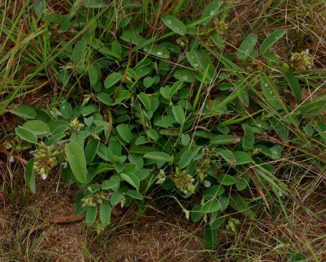 Barbadinho (Desmodium barbatum) habit, Zimbabwe