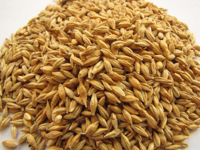 Barley grain