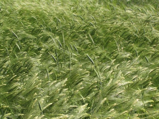 Barley spikes, France