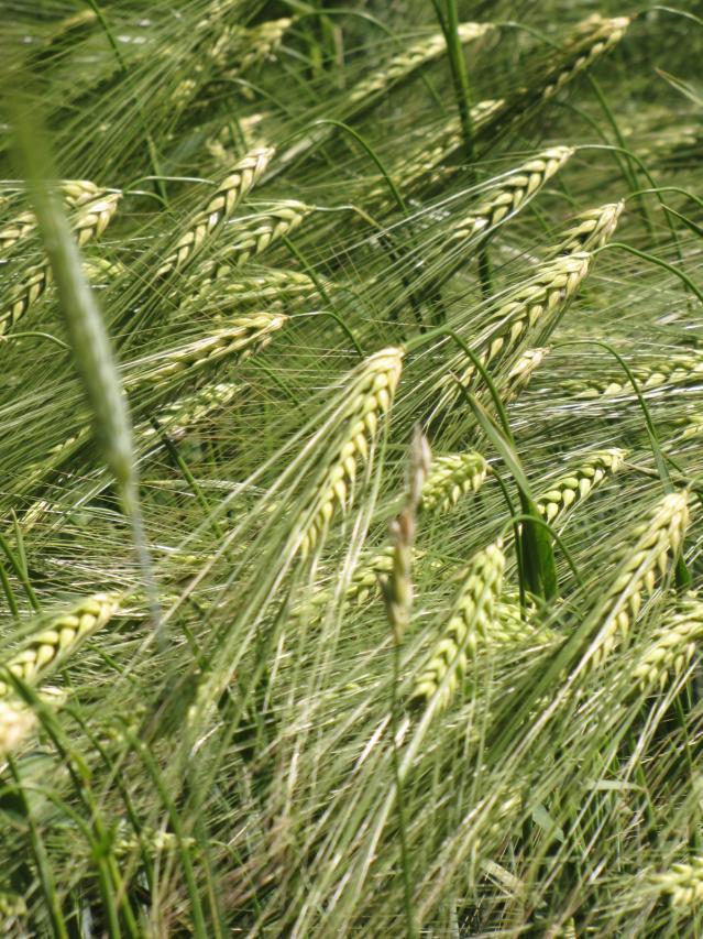 Barley field, France