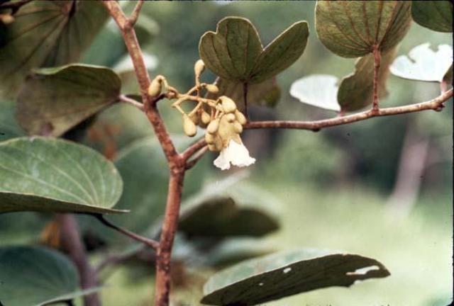 Bauhinia thonningii