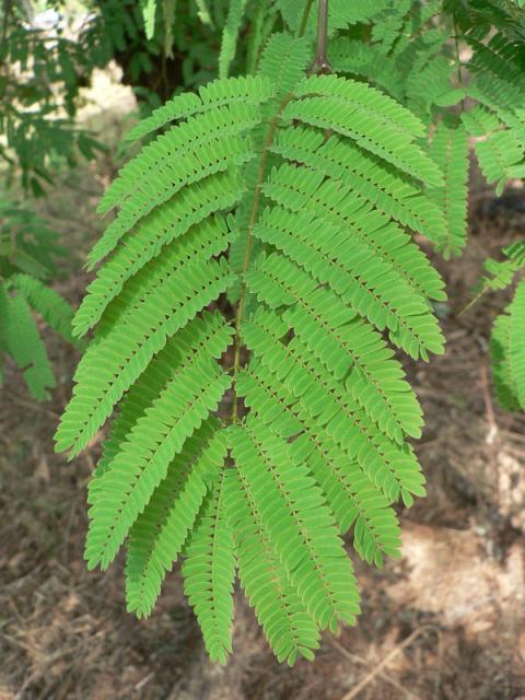 Monkey thorn (Acacia galpinii), leave, Malawi