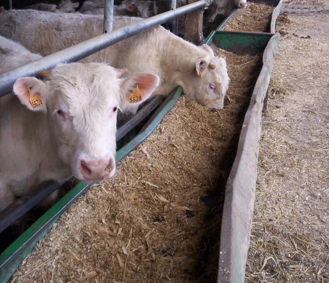 Beef cattle eating maize silage