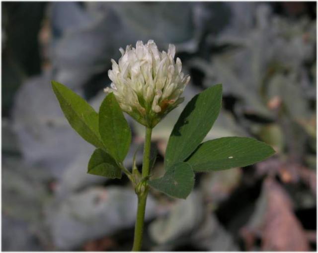 Berseem (Trifolium alexandrinum) flower, Monaco, Bavaria, Germany