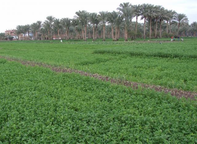 Berseem (Trifolium alexandrinum) stand, Alexandria, Egypt