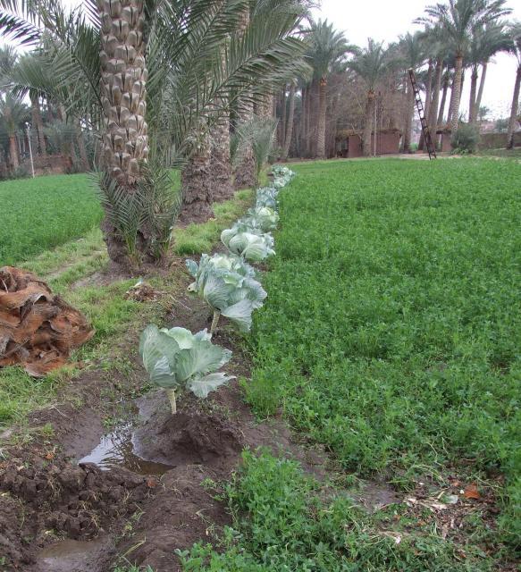 Berseem (Trifolium alexandrinum), mixed with cabbages and palms, Alexandria, Egypt
