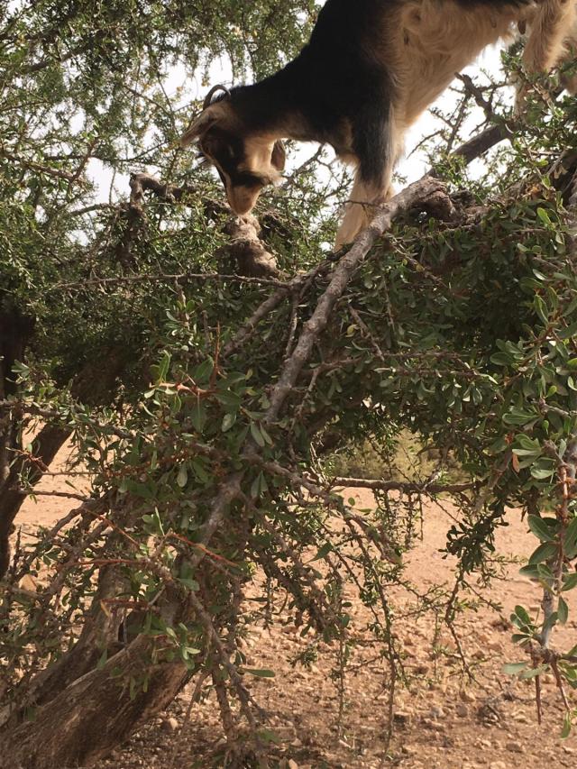 Argan tree climbing goat, Tizi n'Test, Morocco