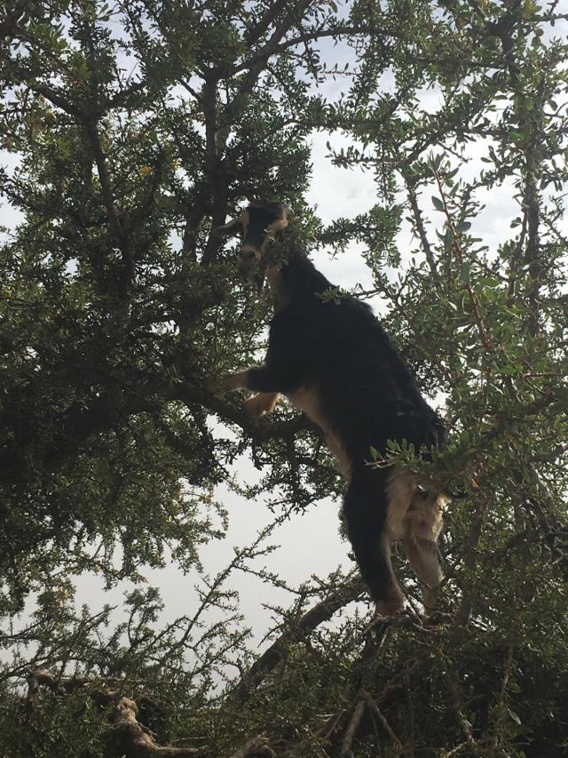 Argan tree climbing goat, Tizi N'Test, Morocco