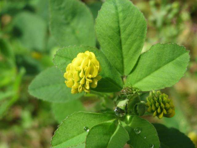 Black medic (Medicago lupulina), flower