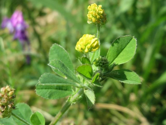 Black medic (Medicago lupulina), flower and leaves