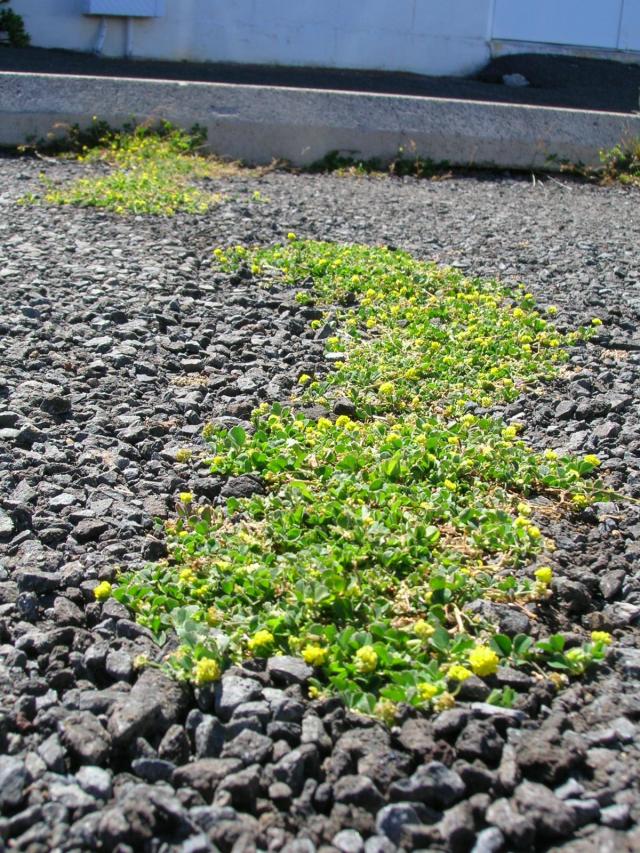 Black medic (Medicago lupulina), habit