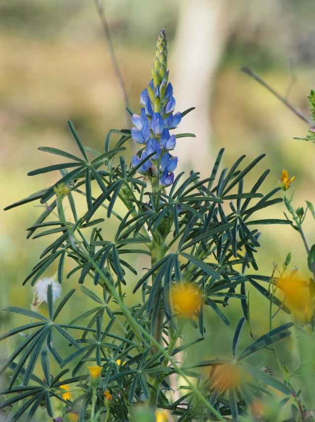 Blue lupin (Lupinus angustilofius), leaves and inflorescence