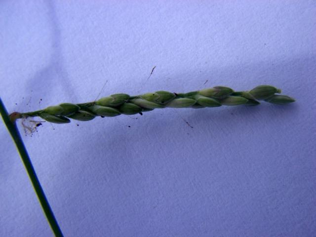 Blue signal grass (Brachiaria leersioides), inflorescence
