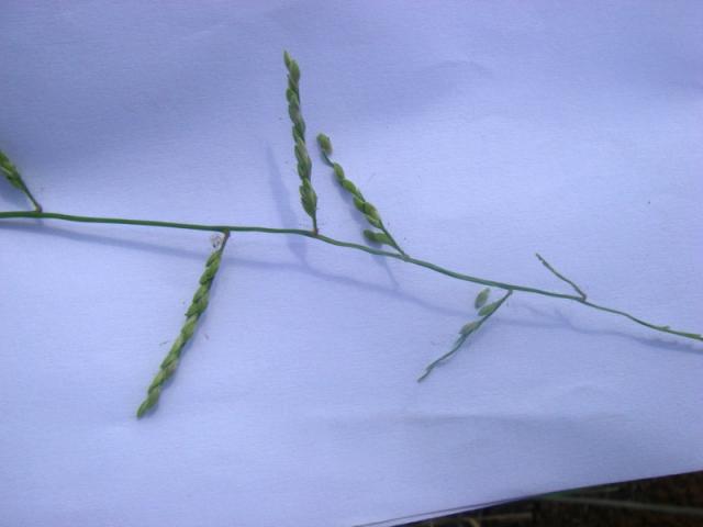 Blue signal grass (Brachiaria leersioides), inflorescences
