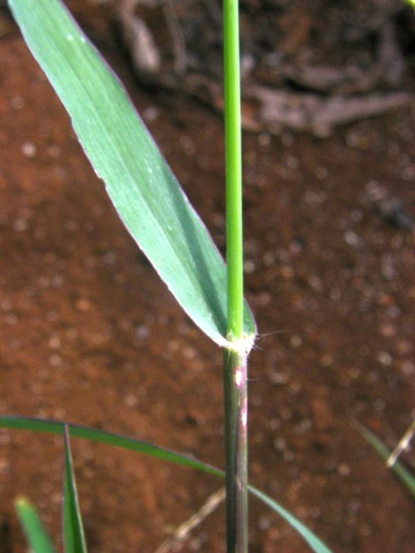 Blue signal grass (Brachiaria leersioides), stem