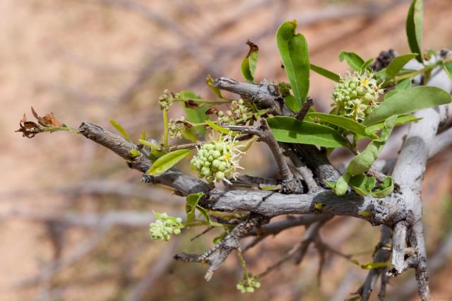 Boscia (Boscia angustifolia) flowers, Burkina Faso