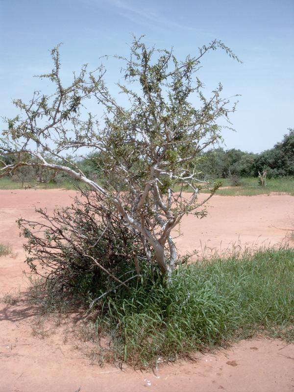 Boscia (Boscia angustifolia) habit, Burkina Faso