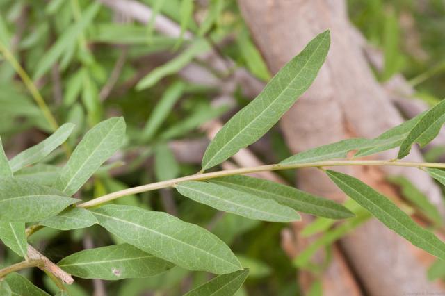 Boscia (Boscia angustifolia) leaves, Burkina Faso