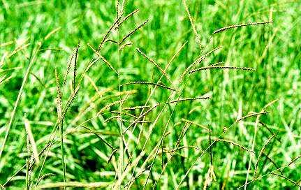 Bread grass (Brachiaria brizantha) cv Marandu, Brazil