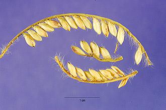 Bread grass (Brachiaria brizantha) inflorescence