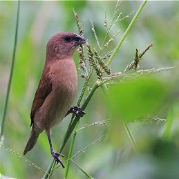 Armgrass millet, seeds, Kuala Selangor, Malaysia