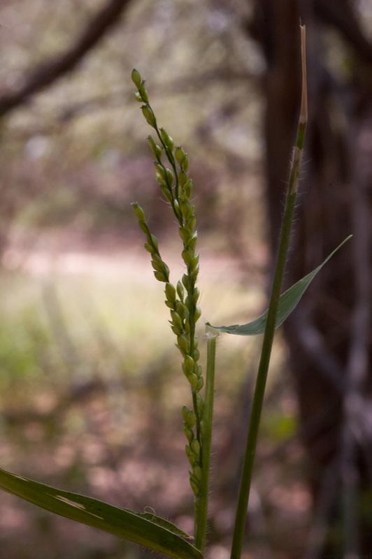 Brachiaria (Brachiaria lata), habit